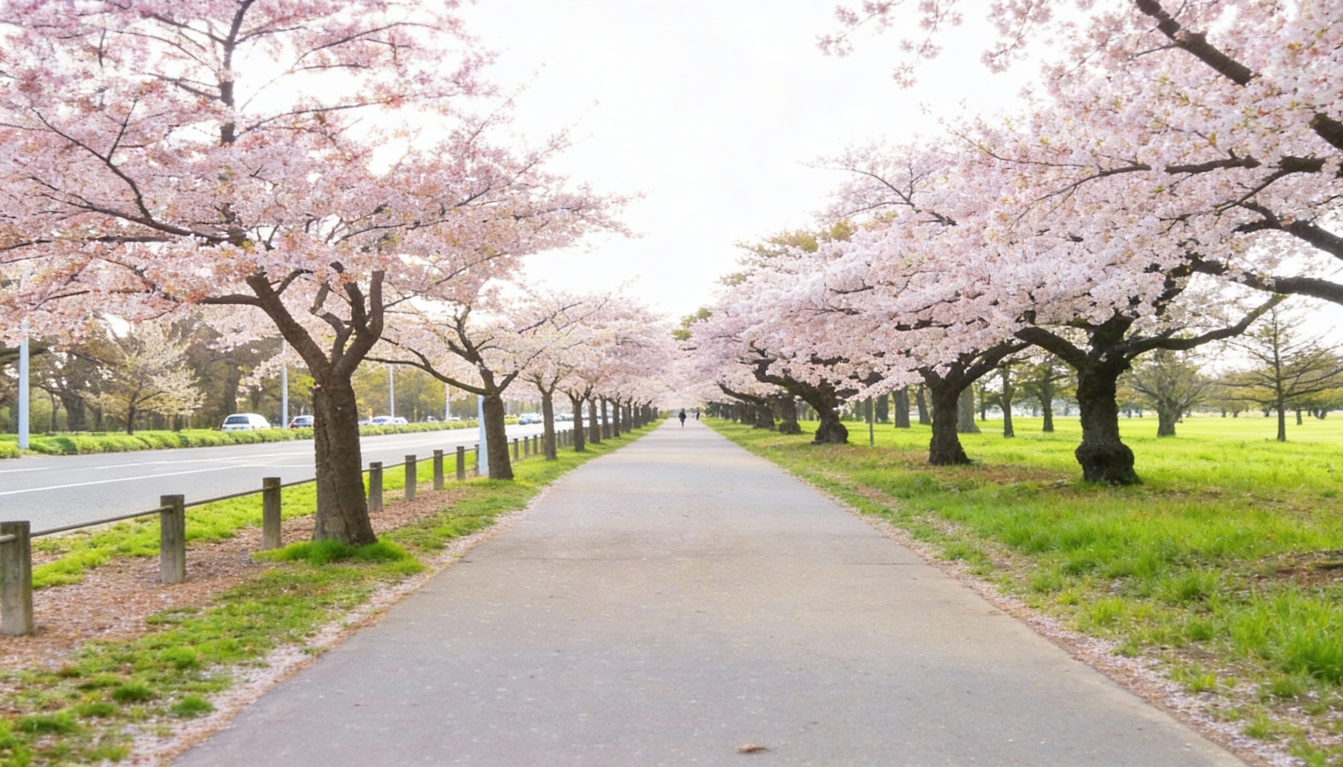 A cherry blossom-lined pathway in soft spring light